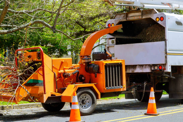 The Steps Involved in Our Tree Care Process in West New York, NJ